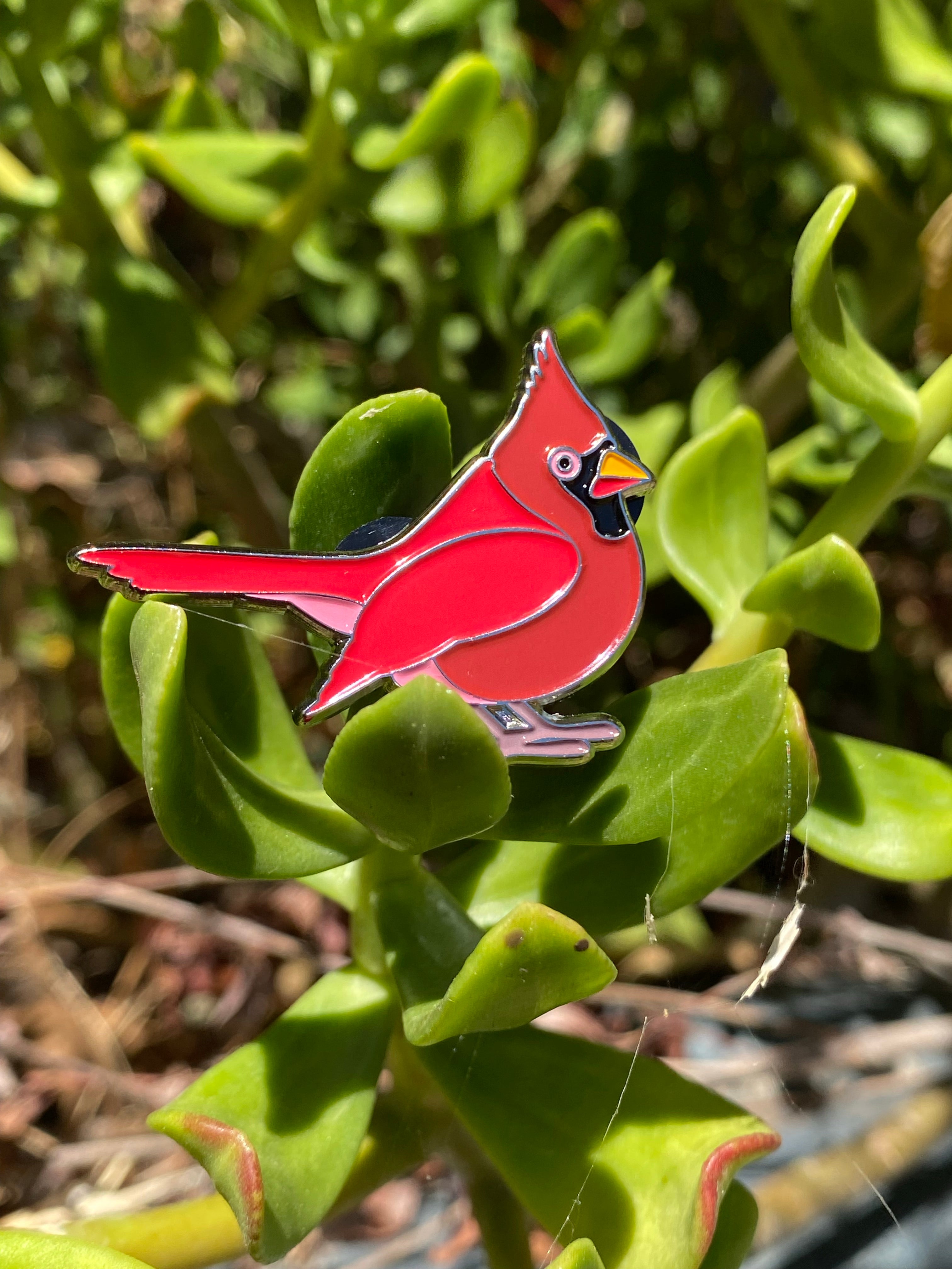 Pin on Cardinal Family